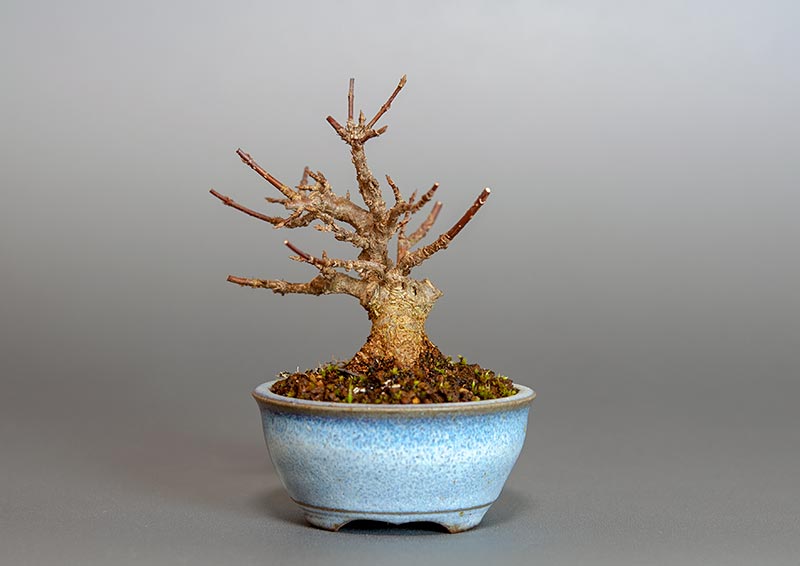 トウカエデ-R2（とうかえで・唐楓）雑木盆栽を右側から見た景色・Acer buergerianum bonsai