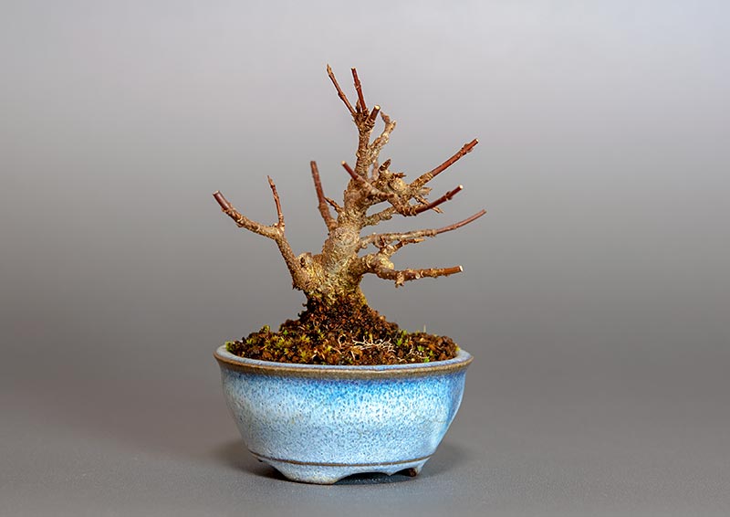 トウカエデ-R2（とうかえで・唐楓）雑木盆栽を左側から見た景色・Acer buergerianum bonsai