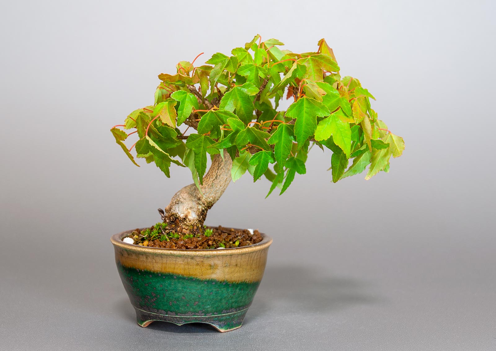 トウカエデ-S2（とうかえで・唐楓）雑木盆栽の販売と育て方・作り方・Acer buergerianum bonsai