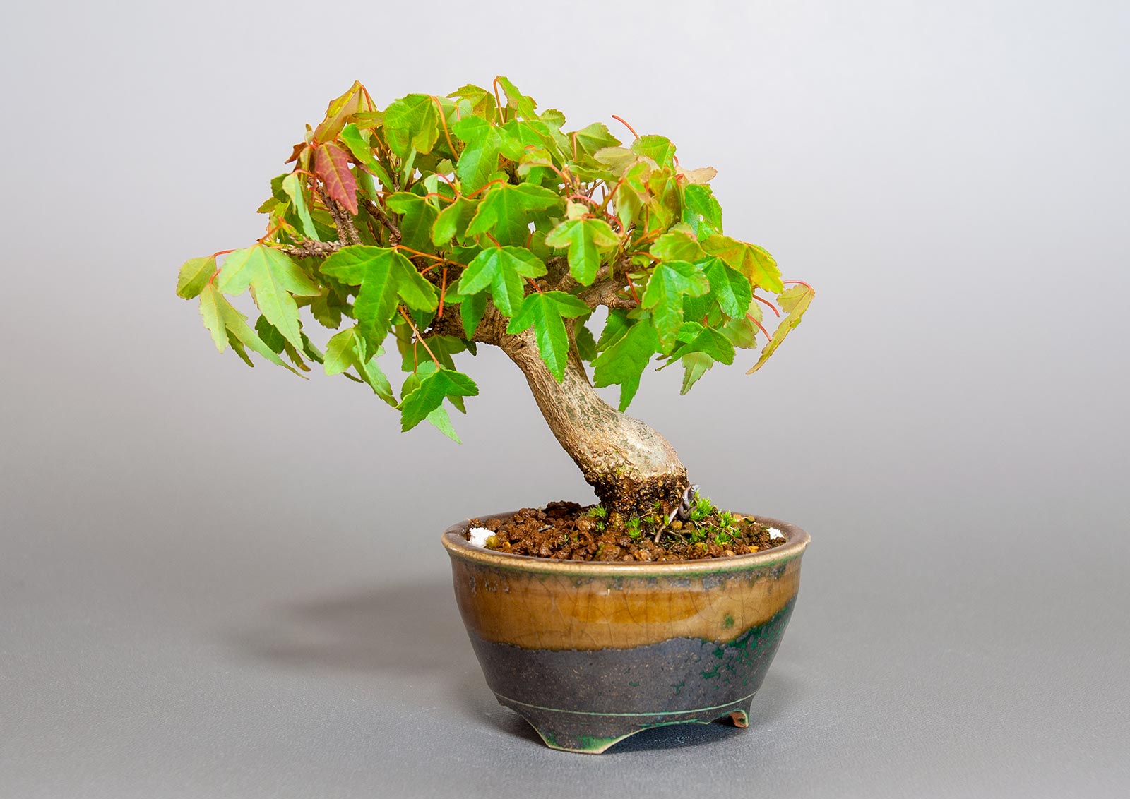 トウカエデ-S2（とうかえで・唐楓）雑木盆栽を裏側から見た景色・Acer buergerianum bonsai