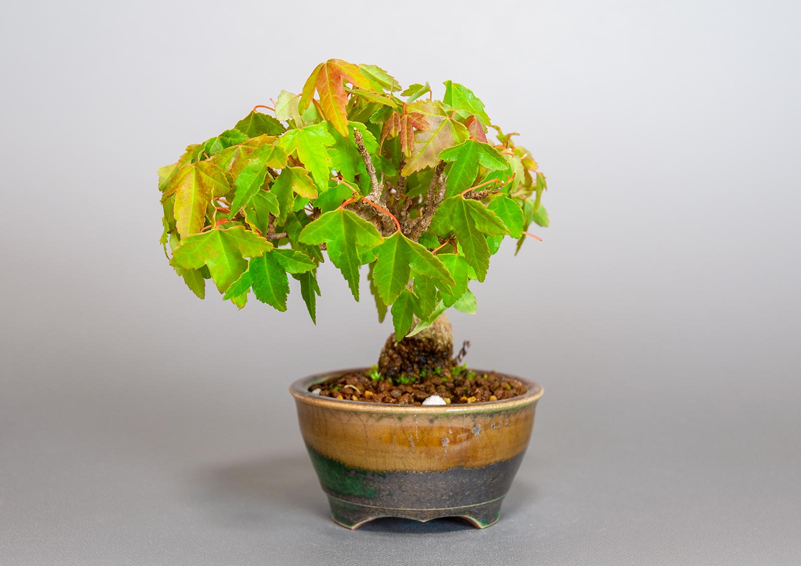 トウカエデ-S2（とうかえで・唐楓）雑木盆栽を右側から見た景色・Acer buergerianum bonsai