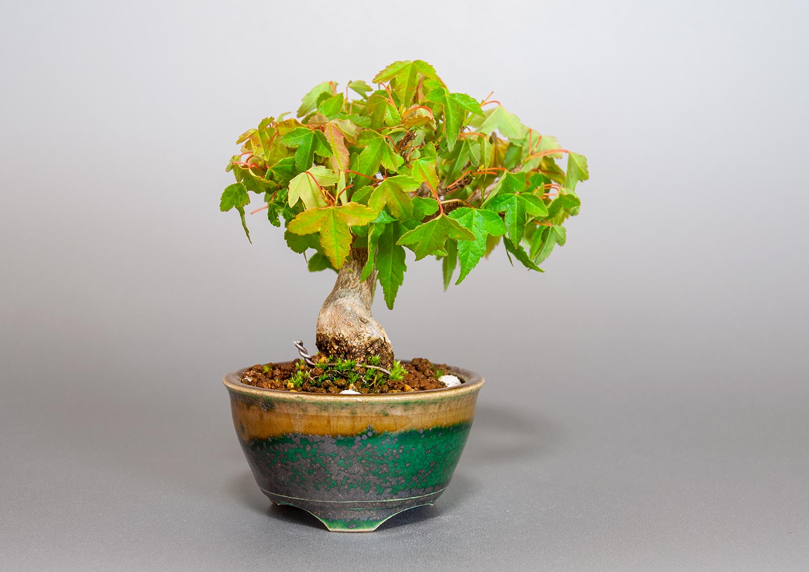 トウカエデ-S2（とうかえで・唐楓）雑木盆栽を左側から見た景色・Acer buergerianum bonsai