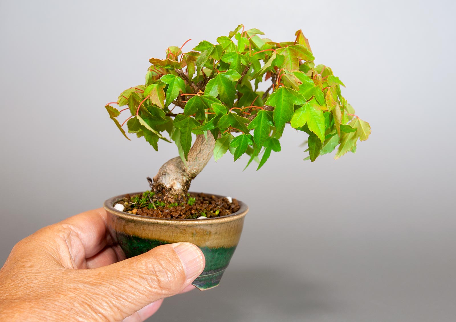 トウカエデ-S2（とうかえで・唐楓）雑木盆栽を別側から見た景色・Acer buergerianum bonsai