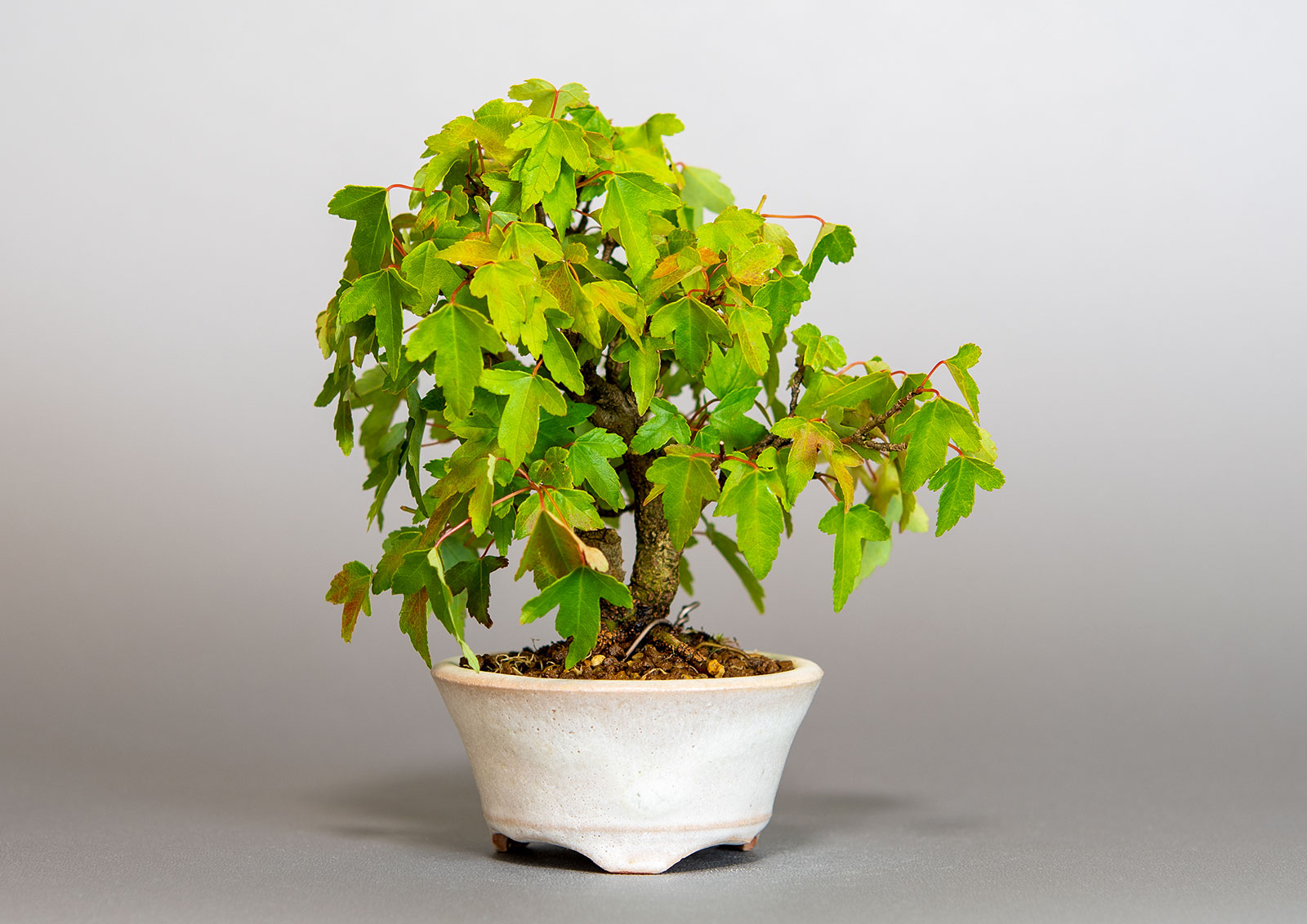 トウカエデ-T2-1（とうかえで・唐楓）雑木盆栽の販売と育て方・作り方・Acer buergerianum bonsai