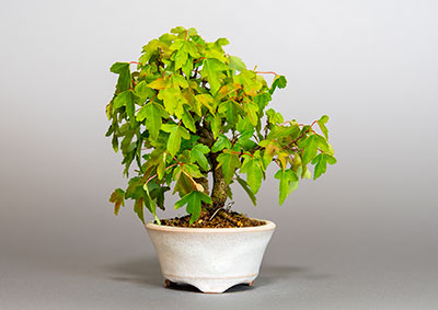 トウカエデ-T2（とうかえで・唐楓）雑木盆栽の成長記録-1・Acer buergerianum bonsai