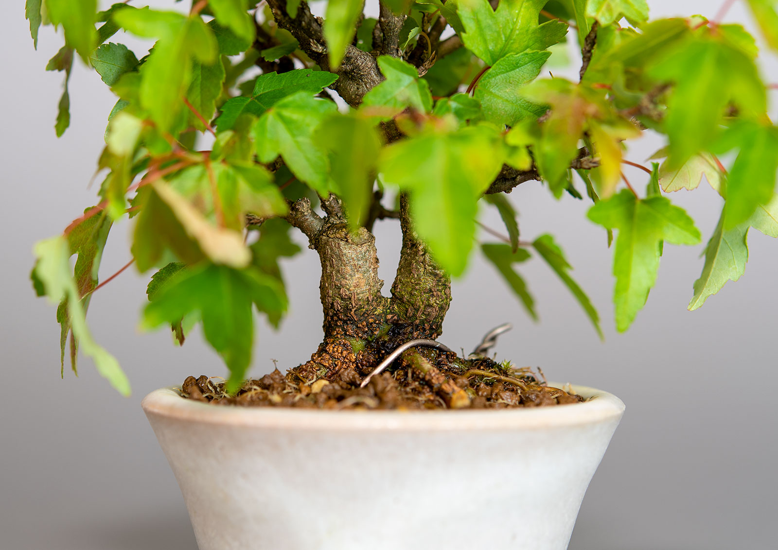 トウカエデ-T2-1（とうかえで・唐楓）雑木盆栽を足もとの景色・Acer buergerianum bonsai