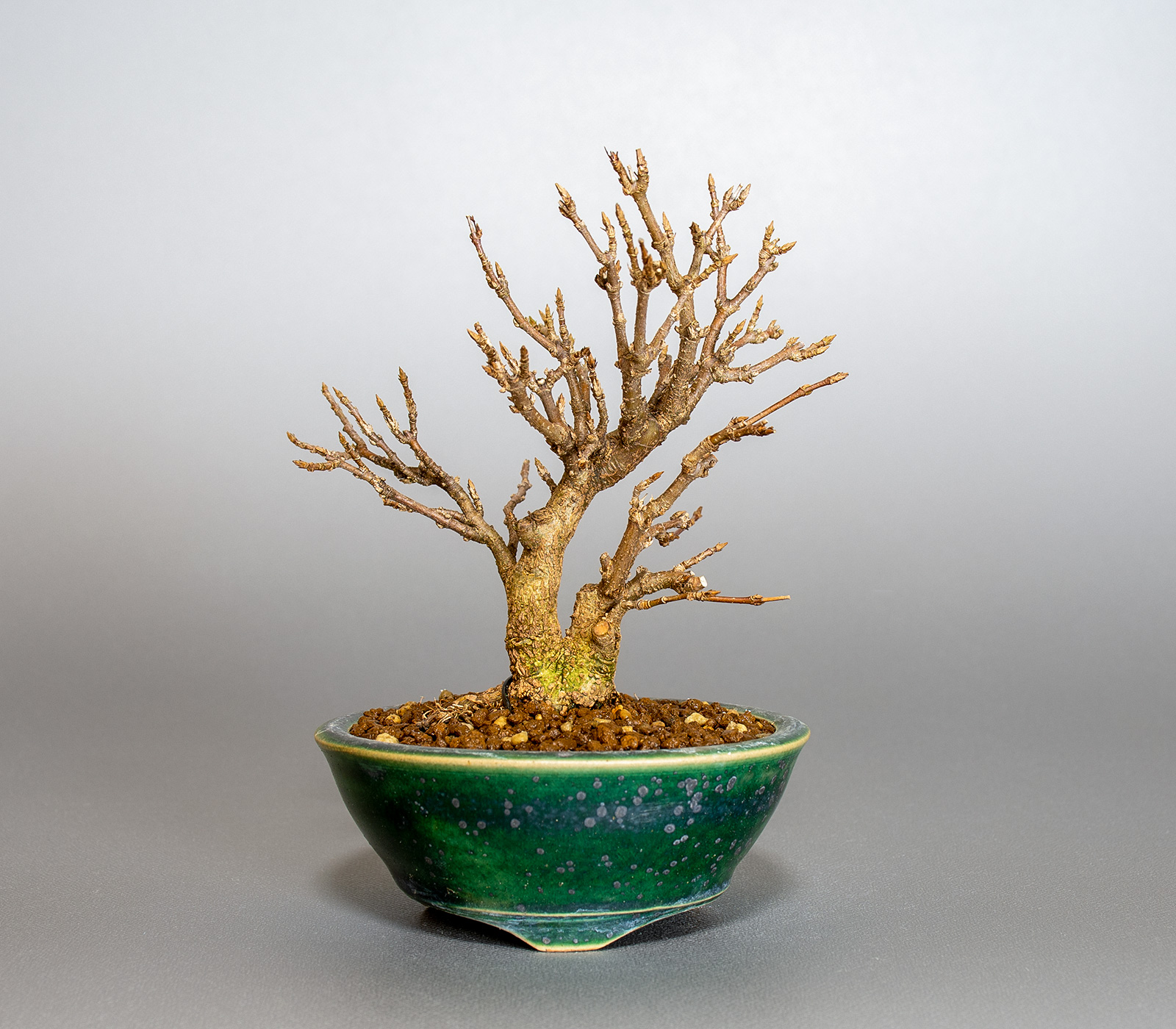 トウカエデ-T2（とうかえで・唐楓）雑木盆栽の販売と育て方・作り方・Acer buergerianum bonsai