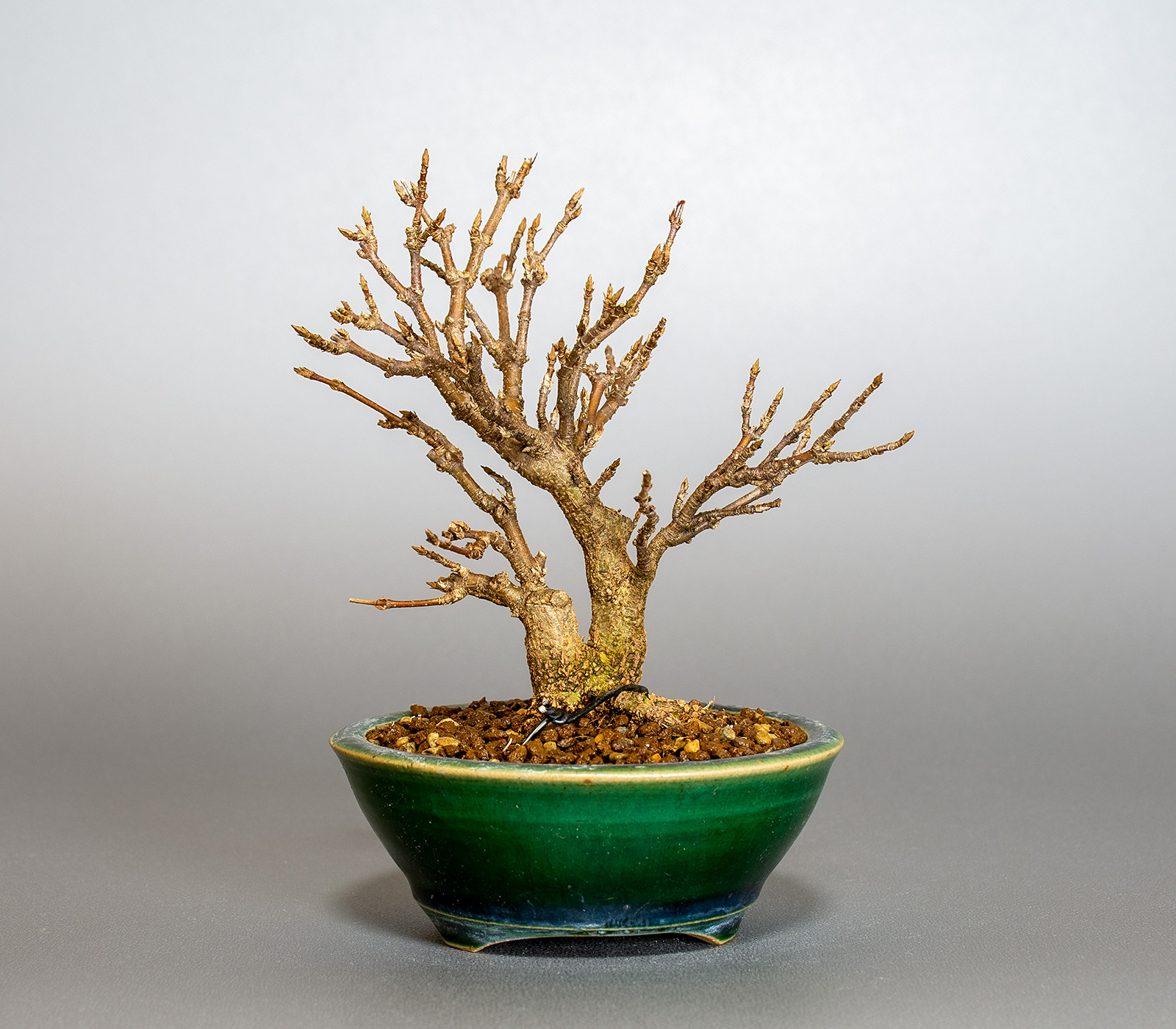 トウカエデ-T2（とうかえで・唐楓）雑木盆栽を裏側から見た景色・Acer buergerianum bonsai