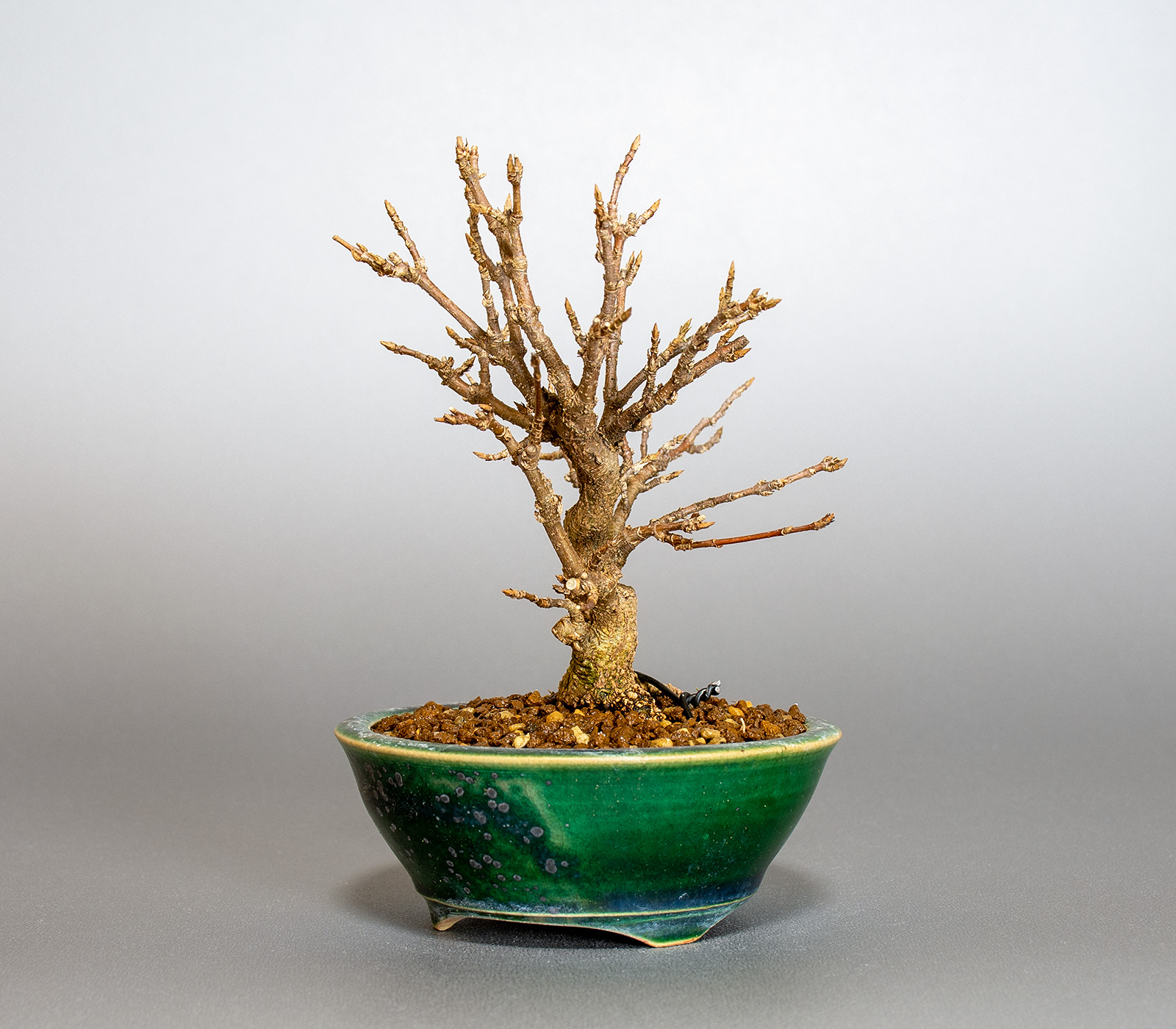 トウカエデ-T2（とうかえで・唐楓）雑木盆栽を右側から見た景色・Acer buergerianum bonsai