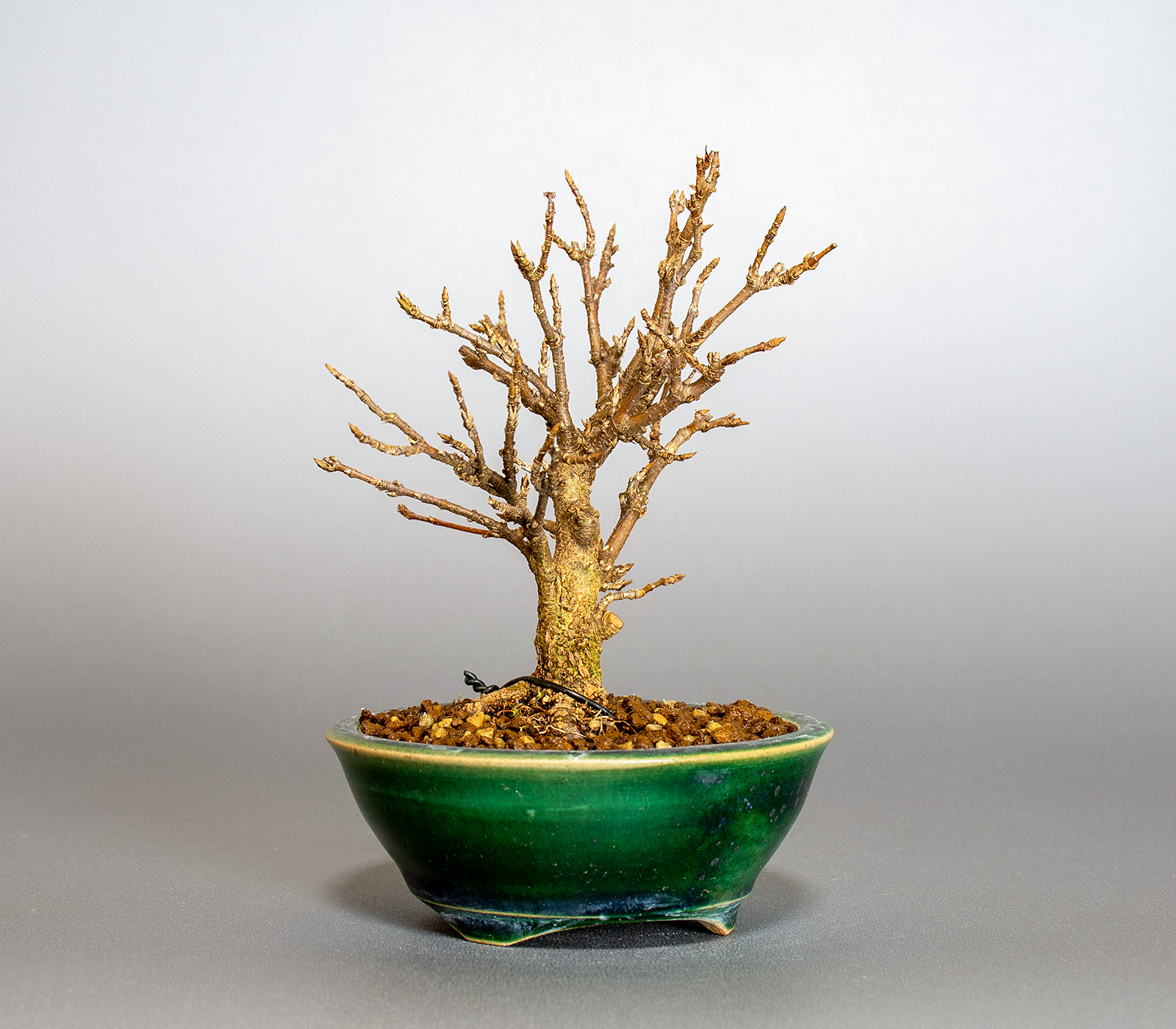 トウカエデ-T2（とうかえで・唐楓）雑木盆栽を左側から見た景色・Acer buergerianum bonsai