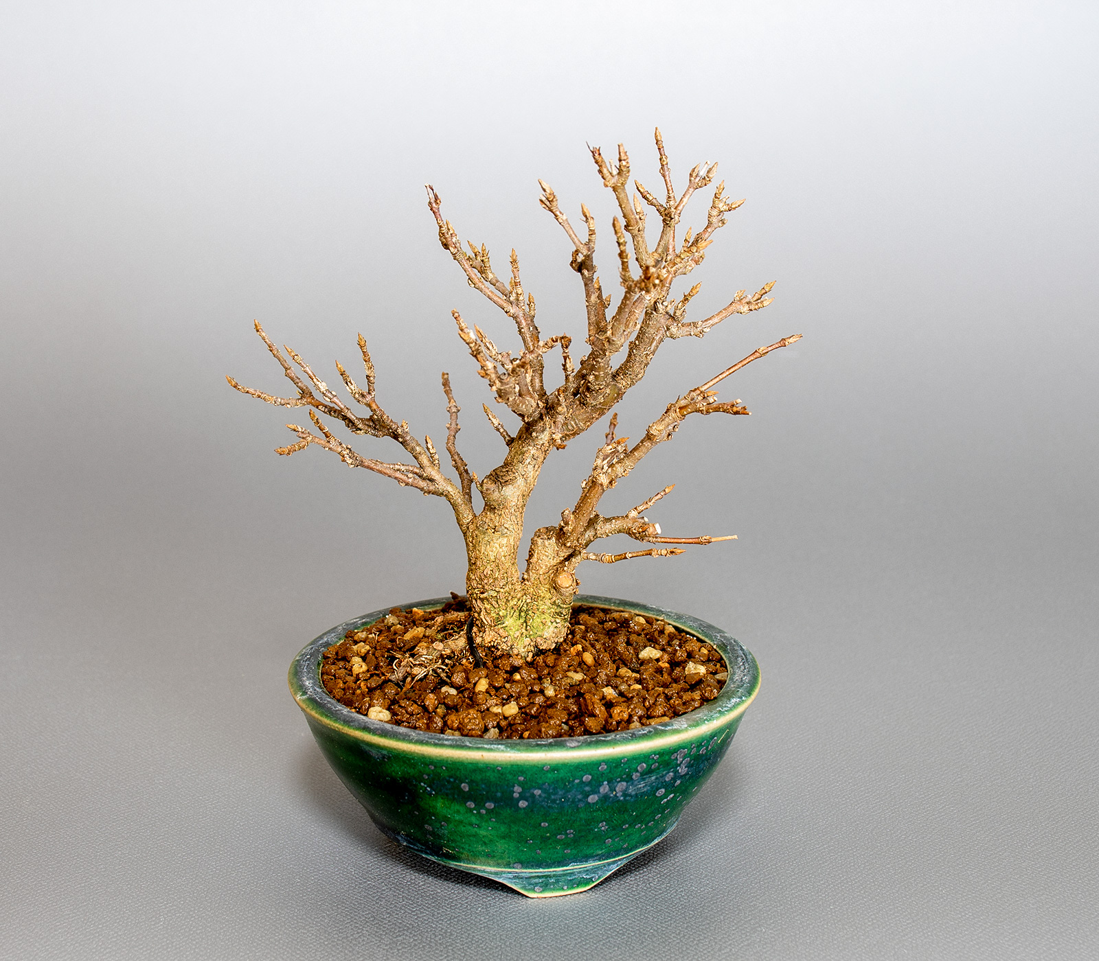 トウカエデ-T2（とうかえで・唐楓）雑木盆栽を別側から見た景色・Acer buergerianum bonsai