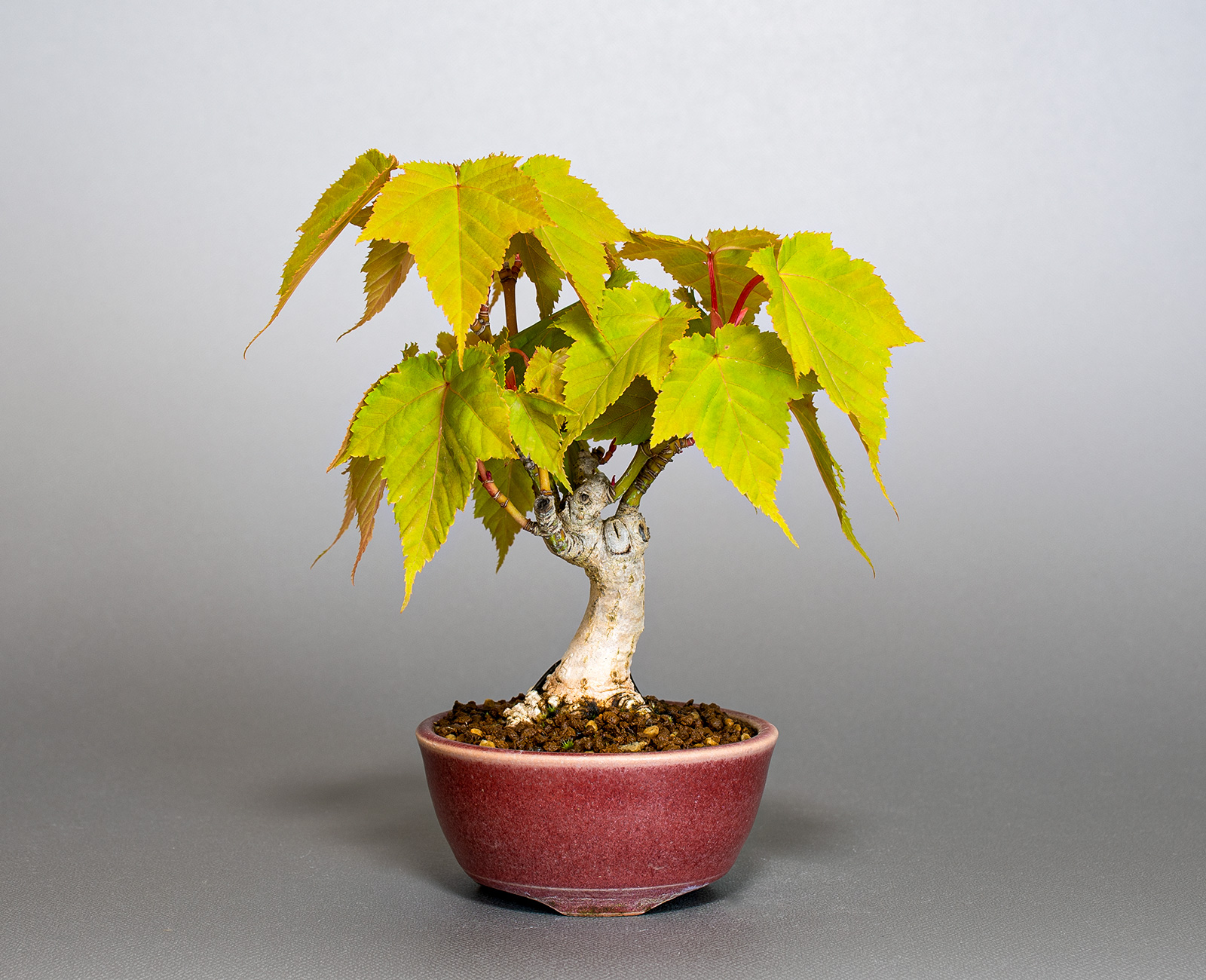 ウリカエデ-U2（うりかえで・瓜楓）雑木盆栽の販売と育て方・作り方・Acer crataegifolium bonsai