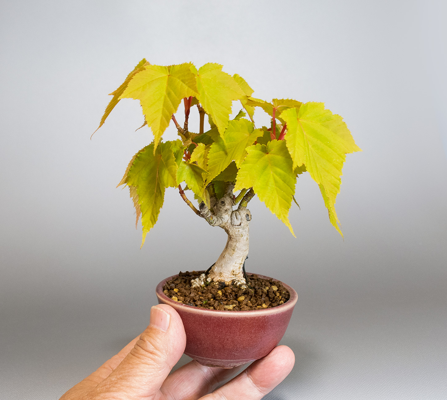 ウリカエデ-U2（うりかえで・瓜楓）雑木盆栽の手乗りの景色・Acer crataegifolium bonsai