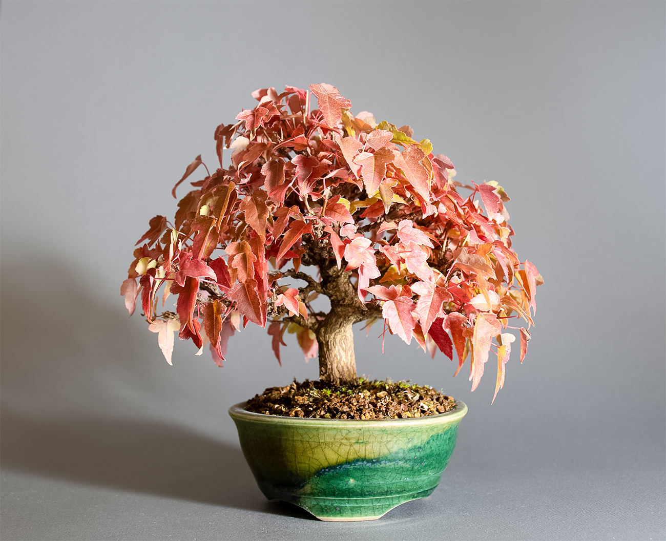 トウカエデ-W2（とうかえで・唐楓）雑木盆栽の販売と育て方・作り方・Acer buergerianum bonsai