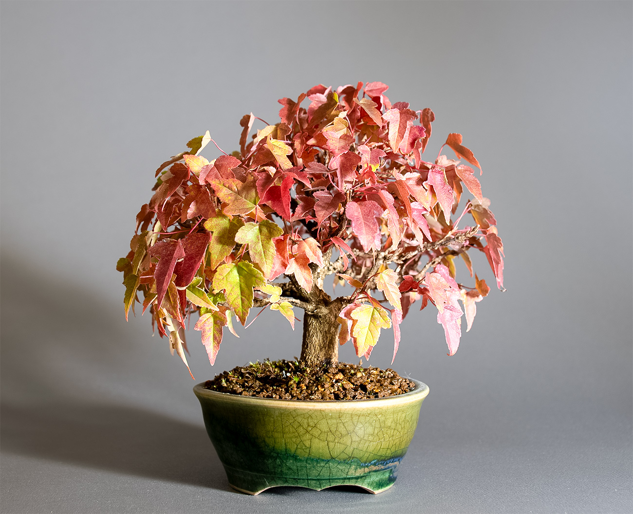 トウカエデ-W2（とうかえで・唐楓）雑木盆栽を裏側から見た景色・Acer buergerianum bonsai