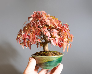 トウカエデ-W2（唐楓盆栽）Acer buergerianum bonsai｜おすすめの盆栽