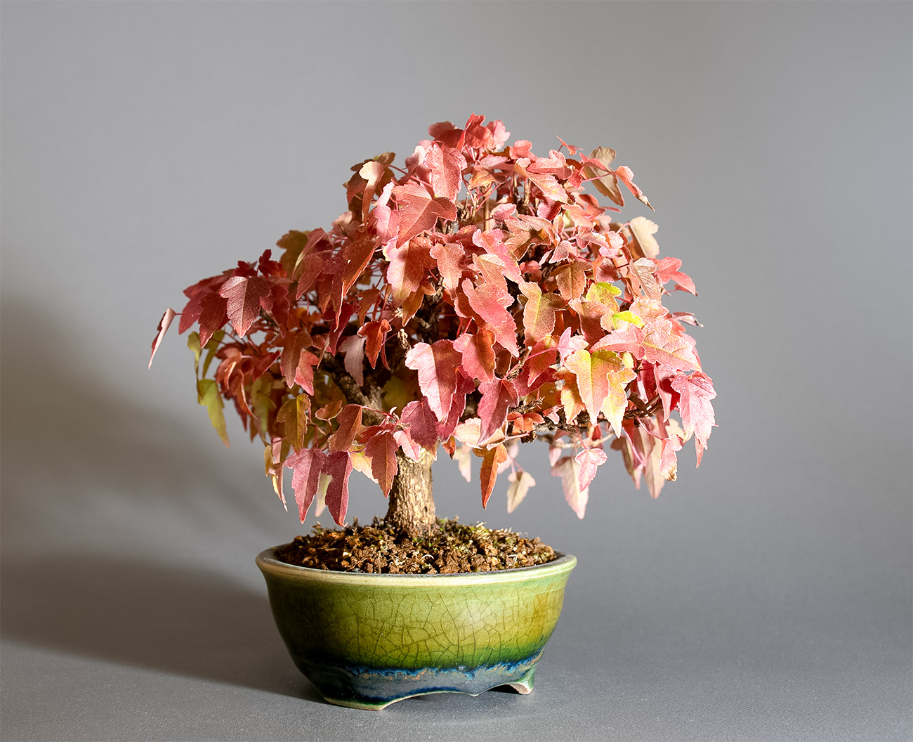 トウカエデ-W2（とうかえで・唐楓）雑木盆栽を左側から見た景色・Acer buergerianum bonsai