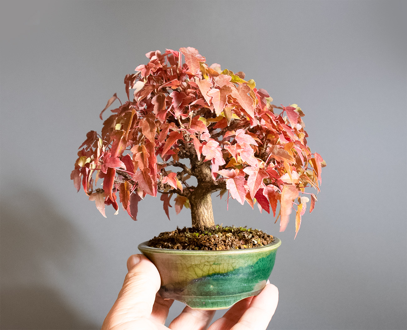 トウカエデ-W2（とうかえで・唐楓）雑木盆栽の手乗りの景色・Acer buergerianum bonsai