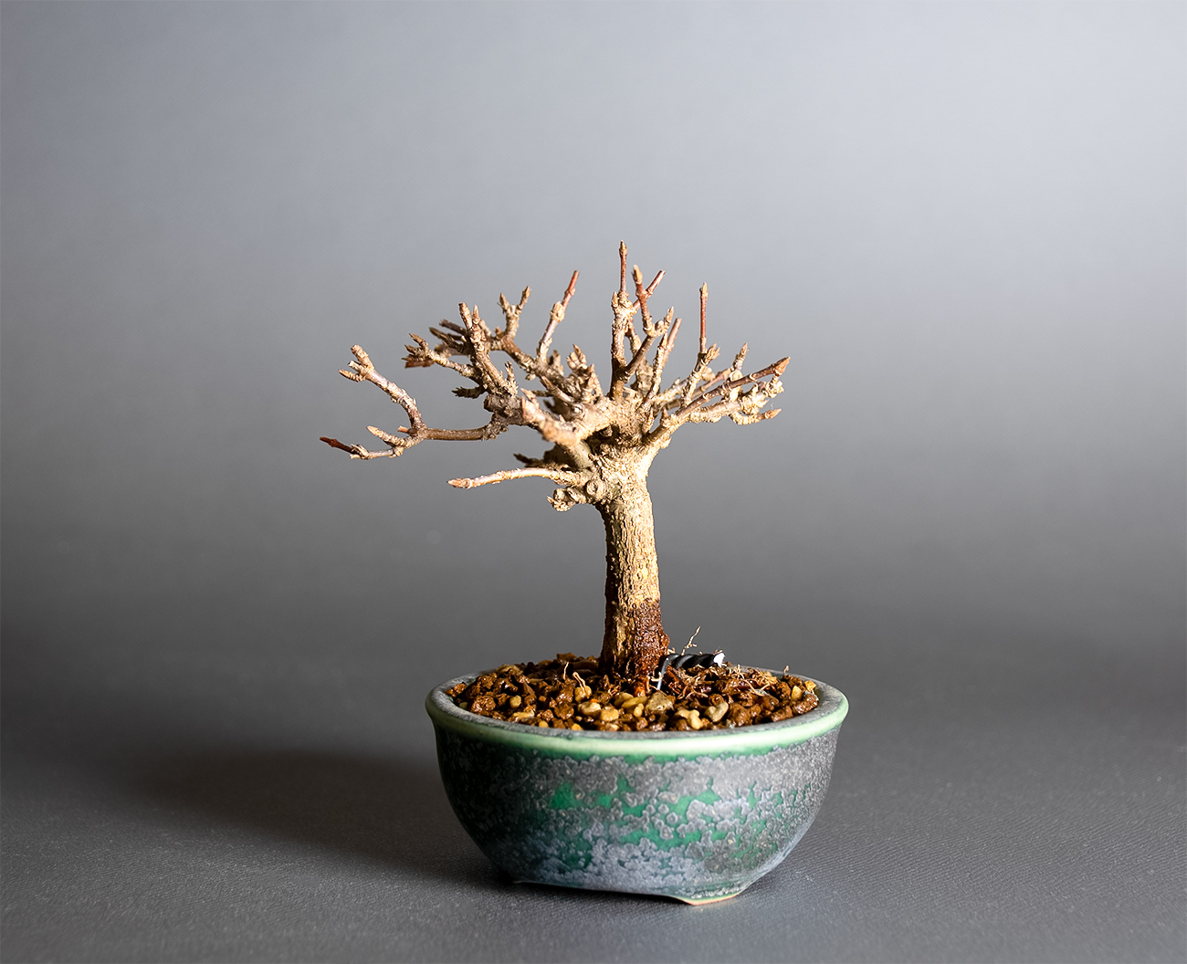 トウカエデ-X2（とうかえで・唐楓）雑木盆栽を右側から見た景色・Acer buergerianum bonsai