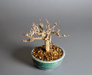 トウカエデ-X2（唐楓盆栽）Acer buergerianum bonsai