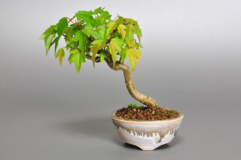トウカエデ-Y1（とうかえで・唐楓）雑木盆栽の販売と育て方・作り方・Acer buergerianum bonsai