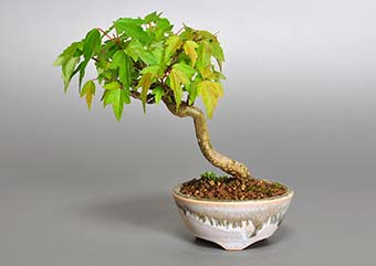 トウカエデ-Y1（とうかえで・唐楓）盆栽の樹作りの参考樹形・Acer buergerianum Best bonsai