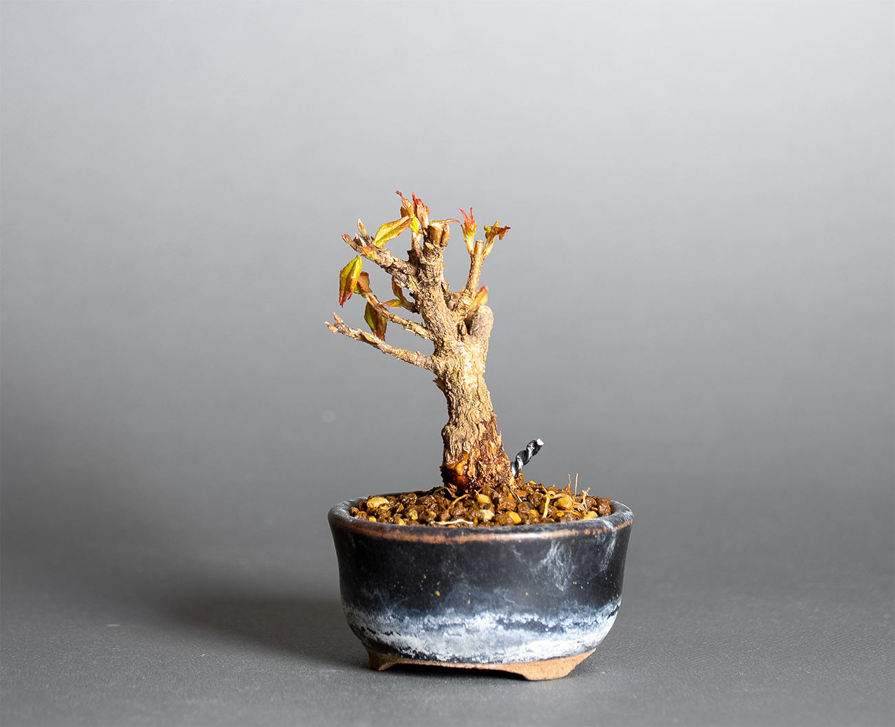 トウカエデ-Y2（とうかえで・唐楓）雑木盆栽を右側から見た景色・Acer buergerianum bonsai