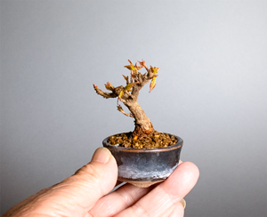 トウカエデ-Y2(唐楓盆栽)Acer buergerianum bonsai
