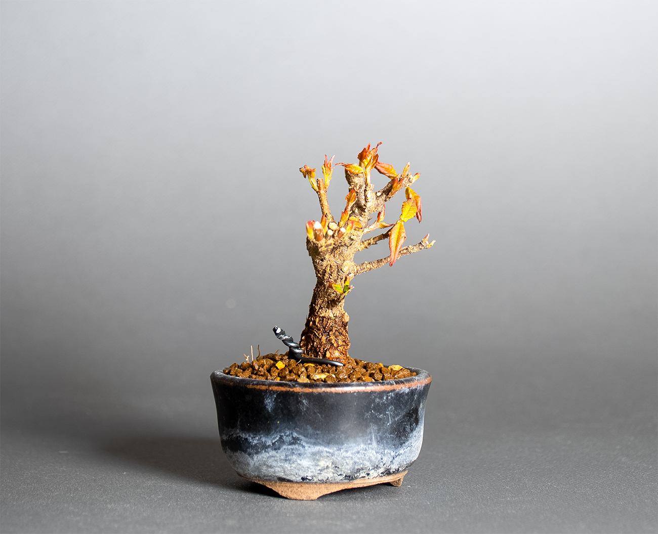 トウカエデ-Y2（とうかえで・唐楓）雑木盆栽を左側から見た景色・Acer buergerianum bonsai