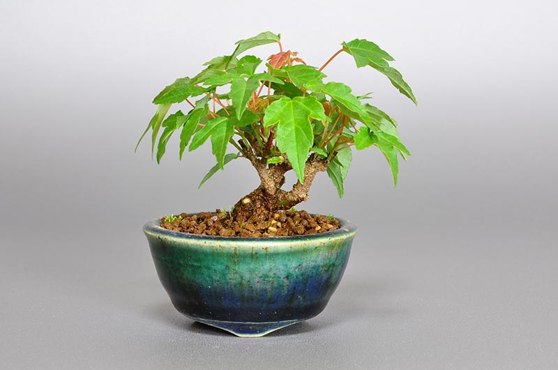 トウカエデ-Z1（とうかえで・唐楓）雑木盆栽の販売と育て方・作り方・Acer buergerianum bonsai