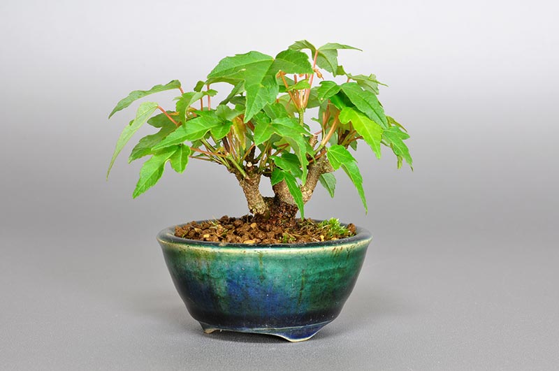 豆盆栽・トウカエデ-Z1（とうかえで・唐楓）雑木盆栽を右側から見た景色・Acer buergerianum bonsai