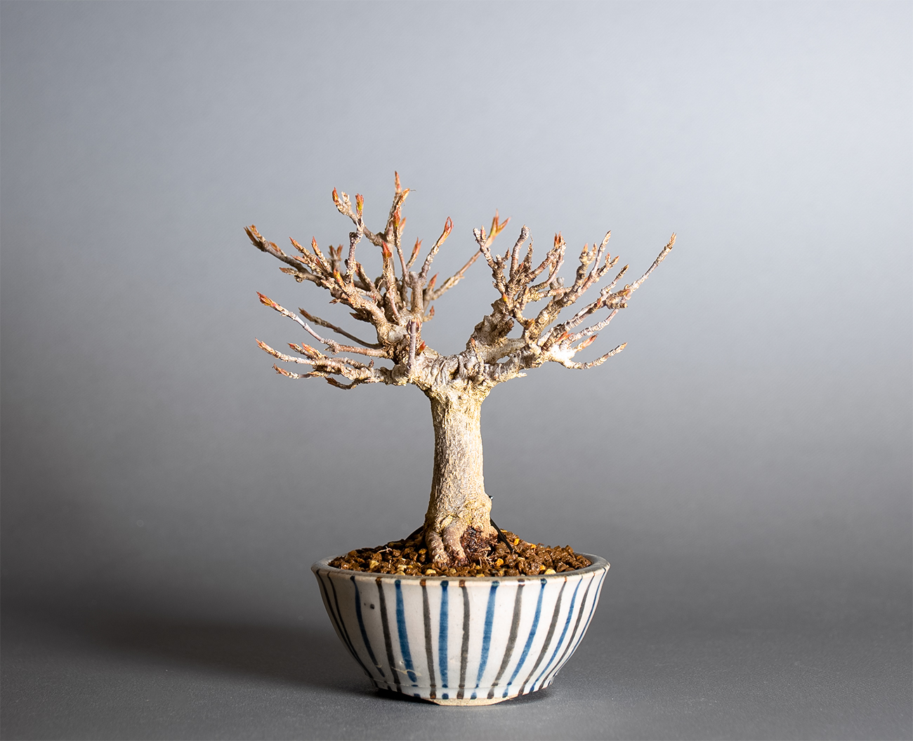 トウカエデ-Z2（とうかえで・唐楓）雑木盆栽の販売と育て方・作り方・Acer buergerianum bonsai