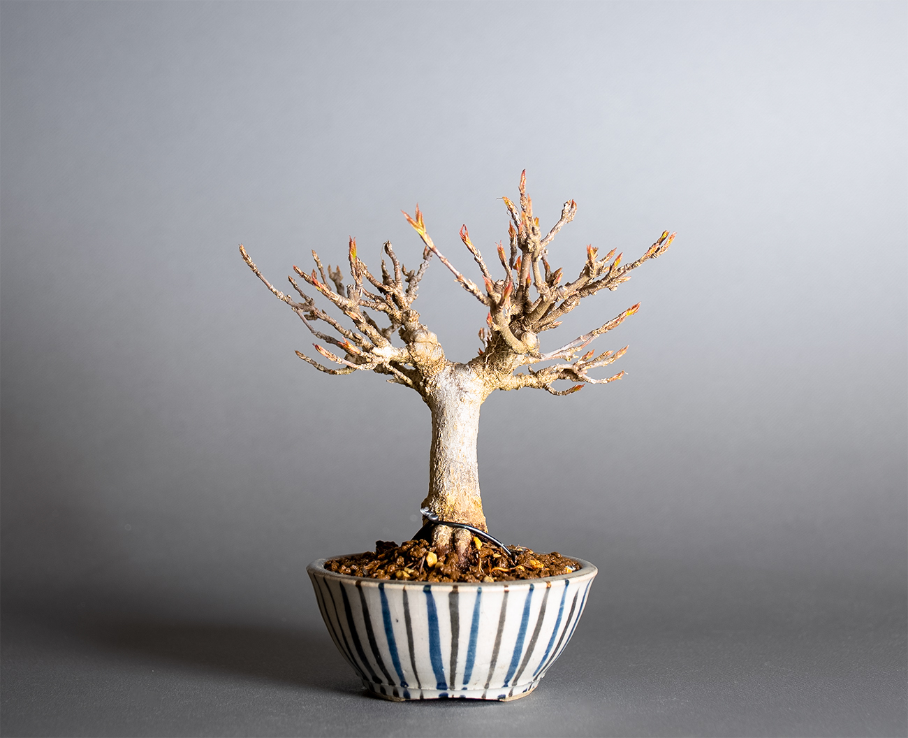 トウカエデ-Z2（とうかえで・唐楓）雑木盆栽を裏側から見た景色・Acer buergerianum bonsai