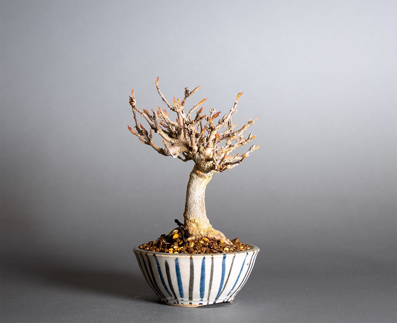 トウカエデ-Z2（とうかえで・唐楓）雑木盆栽を左側から見た景色・Acer buergerianum bonsai