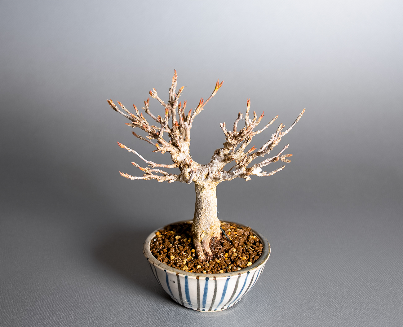 トウカエデ-Z2（とうかえで・唐楓）雑木盆栽を上側から見た景色・Acer buergerianum bonsai