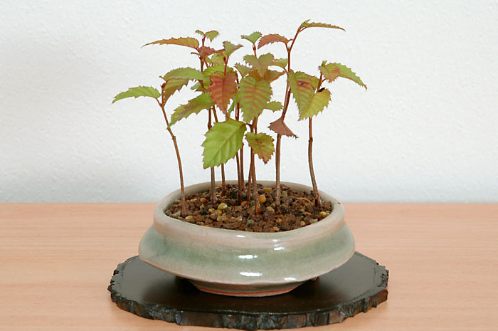 カナシデA-1（かなしで・金四手）クマシデ（くましで・熊四手）雑木盆栽の販売と育て方・作り方・Carpinus japonica bonsai photo