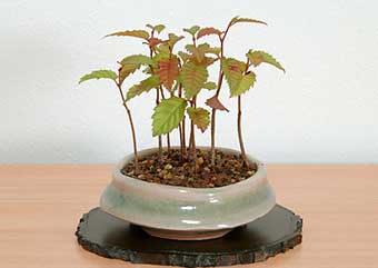 カナシデA（かなしで・金四手）クマシデ（くましで・熊四手）雑木盆栽の成長記録-1・Carpinus japonica bonsai photo