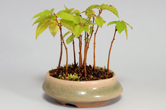 カナシデ-A（かなしで・金四手）クマシデ（くましで・熊四手）盆栽の樹作りの参考樹形・Carpinus japonica Best bonsai