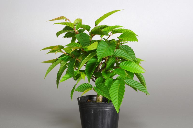 カナシデ-A1（かなしで・金四手）クマシデ（くましで・熊四手）雑木盆栽を右側から見た景色・Carpinus japonica bonsai photo