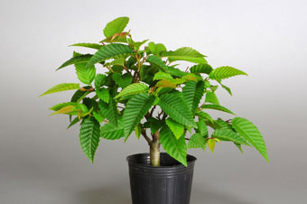 カナシデ-A1（かなしで・金四手）クマシデ（くましで・熊四手）盆栽の樹作りの参考樹形・Carpinus japonica Best bonsai
