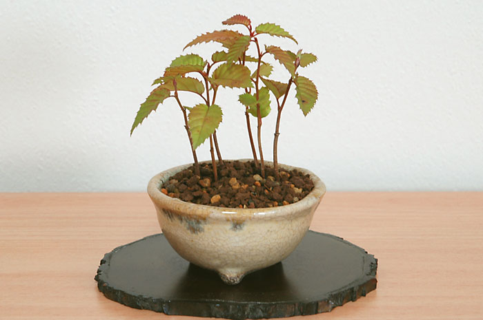 カナシデB（かなしで・金四手）雑木盆栽の販売と育て方・作り方・Carpinus japonica bonsai photo
