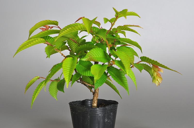 カナシデ-B1（かなしで・金四手）雑木盆栽を裏側から見た景色・Carpinus japonica bonsai