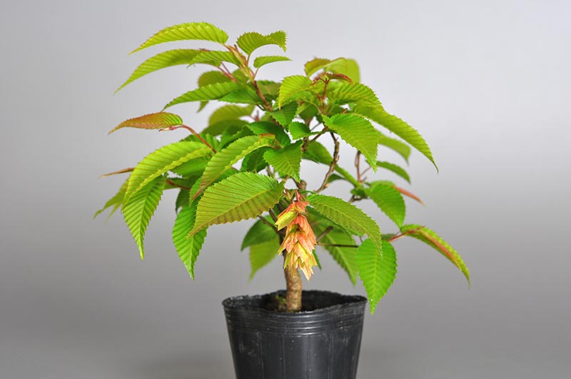 カナシデ-B1（かなしで・金四手）雑木盆栽を左側から見た景色・Carpinus japonica bonsai