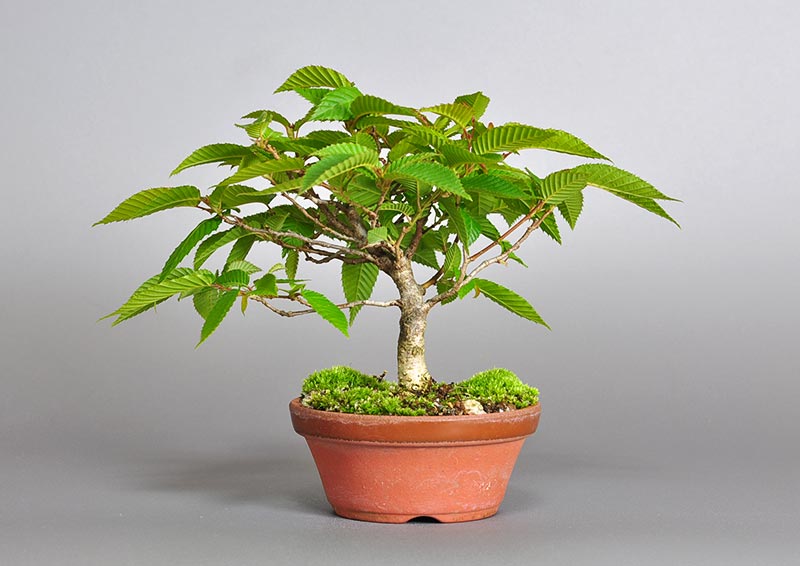 カナシデ-C1（かなしで・金四手）雑木盆栽を裏側から見た景色・Carpinus japonica bonsai