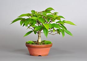 カナシデ-C1（金四手盆栽）Carpinus japonica bonsaiの販売・通販店｜Bonsai trees Shop