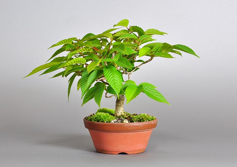 カナシデ-C1（かなしで・金四手）雑木盆栽を右側から見た景色・Carpinus japonica bonsai