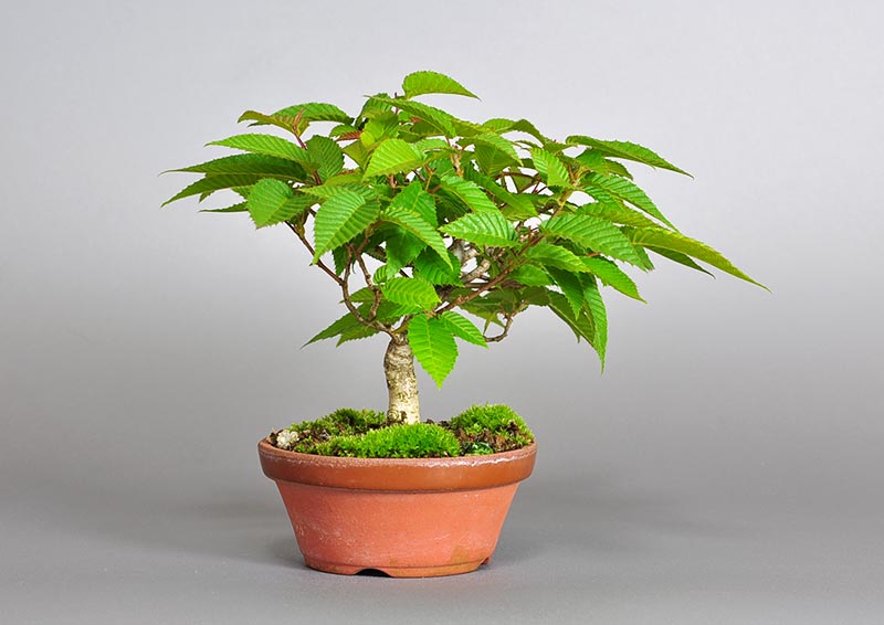 カナシデ-C1（かなしで・金四手）雑木盆栽を左側から見た景色・Carpinus japonica bonsai