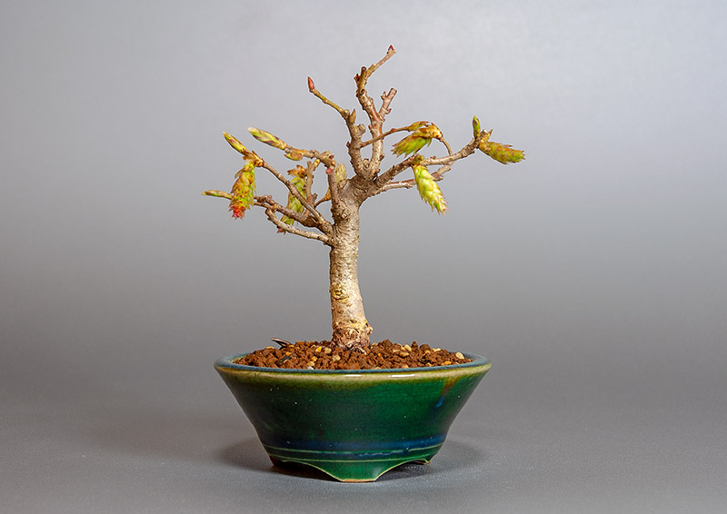 カナシデ-D1（かなしで・金四手）雑木盆栽の販売と育て方・作り方・Carpinus japonica bonsai