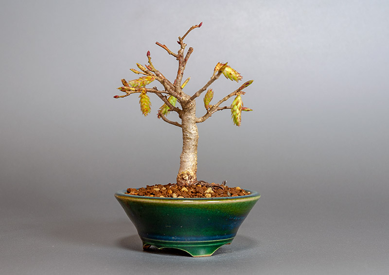 カナシデ-D1（かなしで・金四手）雑木盆栽を右側から見た景色・Carpinus japonica bonsai