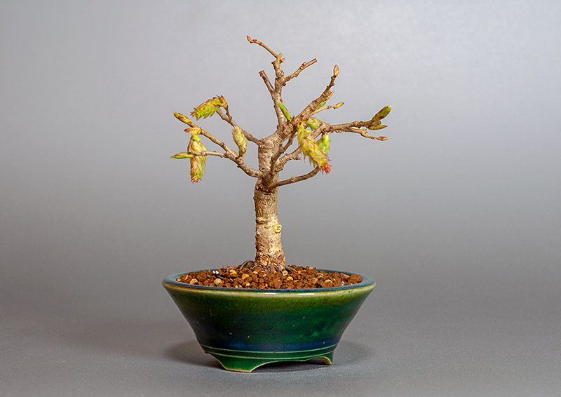 カナシデ-D1（かなしで・金四手）雑木盆栽を左側から見た景色・Carpinus japonica bonsai